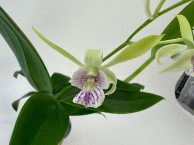 A pale green orchid flower with a striking white lip, adorned with delicate purple stripes and dots. Delicate petals in lime green. Surrounded by glossy dark green leaves and slender stems.